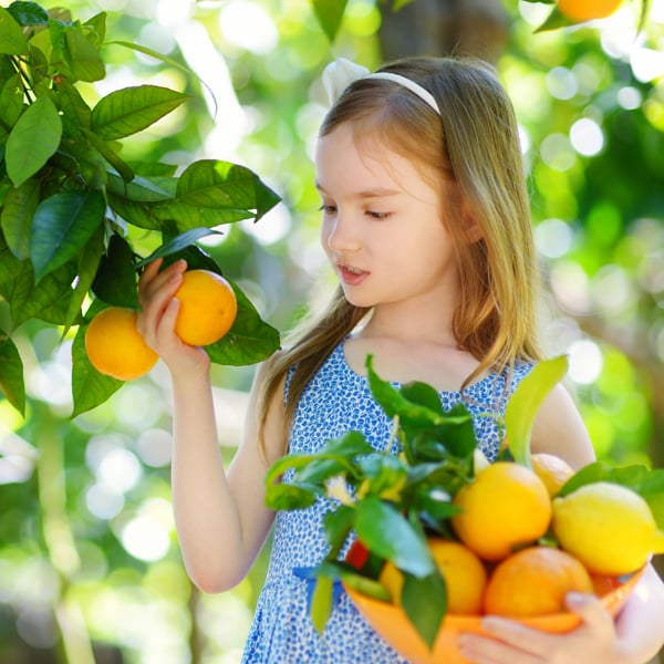 RQ_FRUIT_YIELDS RQ_FRUIT_YIELDS