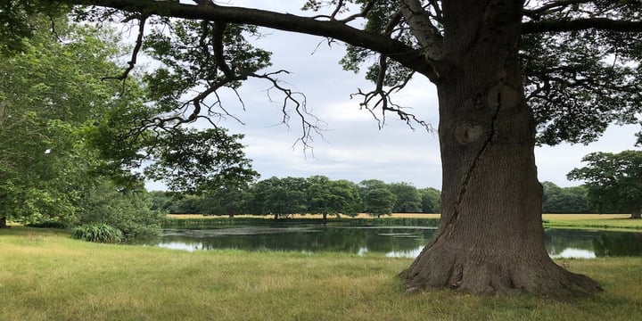In the foreground of the image there is a tree on the right hand side and there is grass along the bottom of the image. Behind the tree and grass there is a lake with more trees in the background.