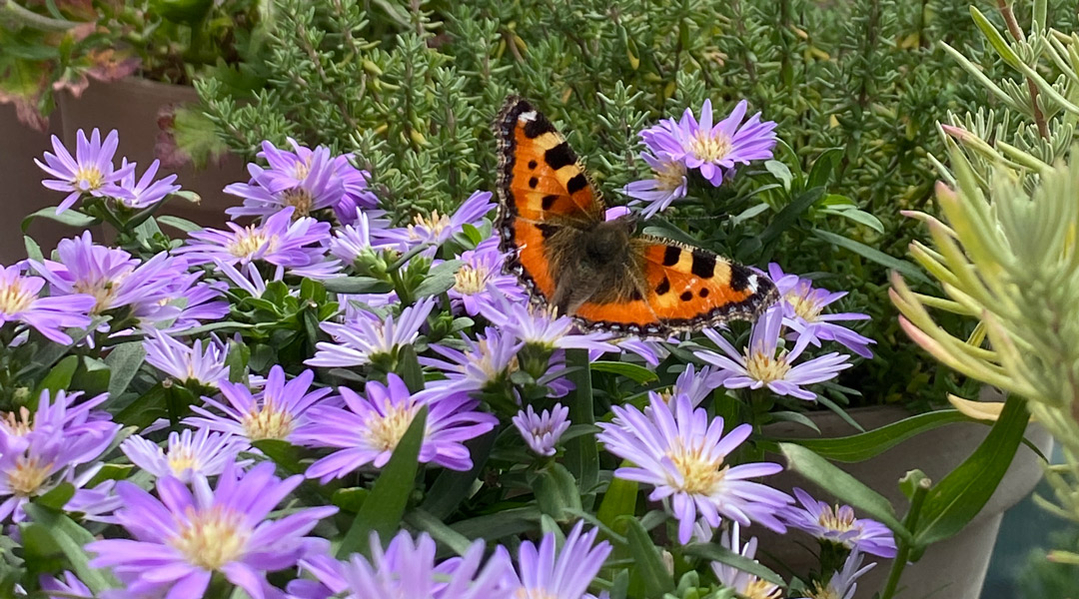 efterårsblomster efterårsblomster