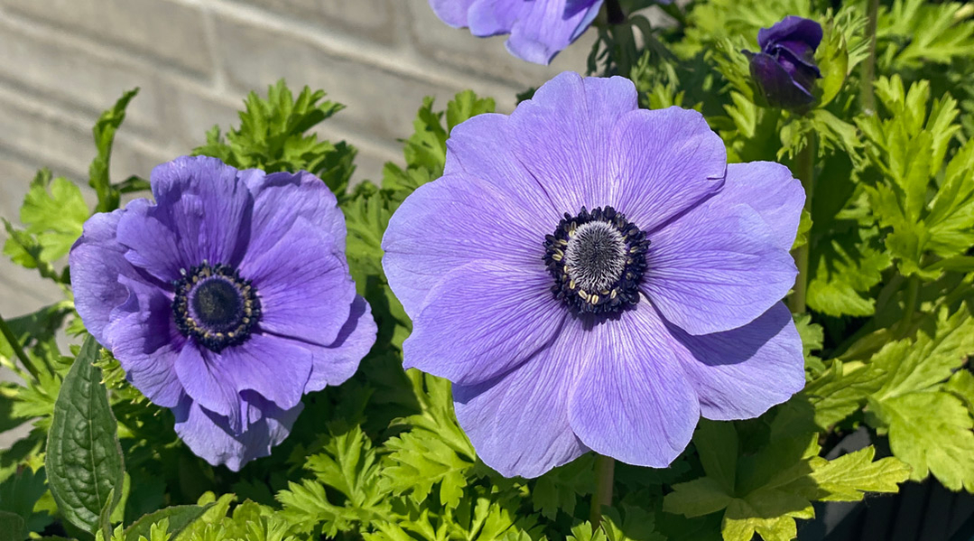 forårs blomster forårs blomster