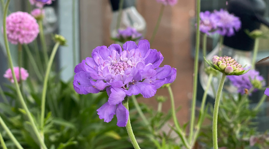 sensommer blomster sensommer blomster