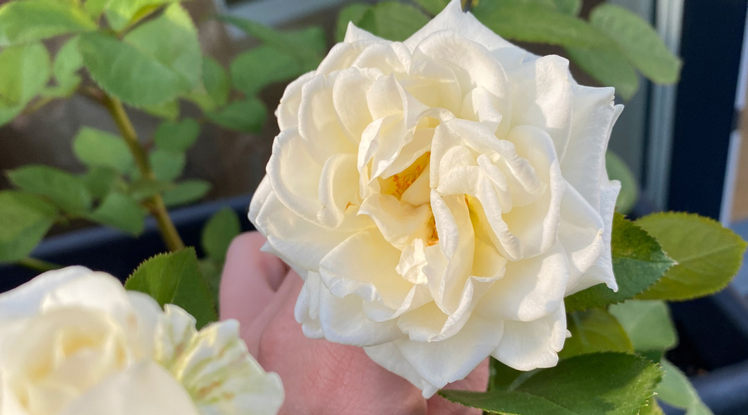 sommerblomster sommerblomster