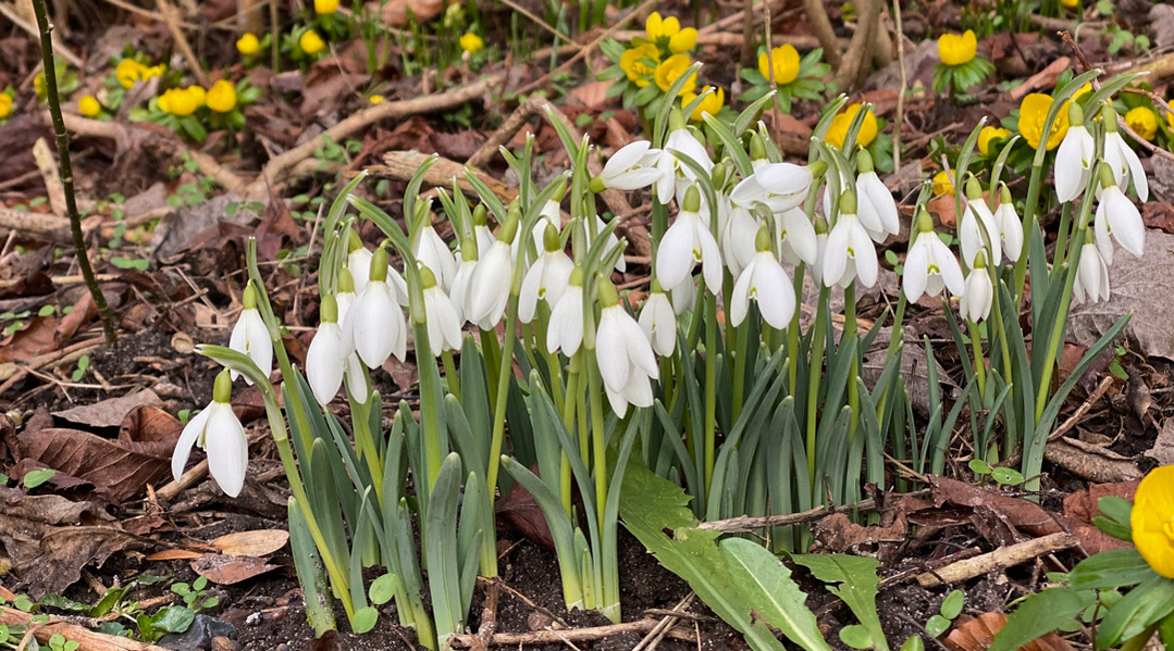 tidlige forårsblomster tidlige forårsblomster