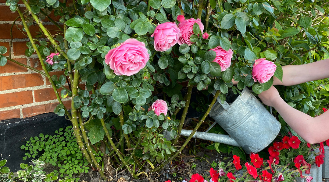 vand dine planter og minimer risiko for bladlus vand dine planter og minimer risiko for bladlus