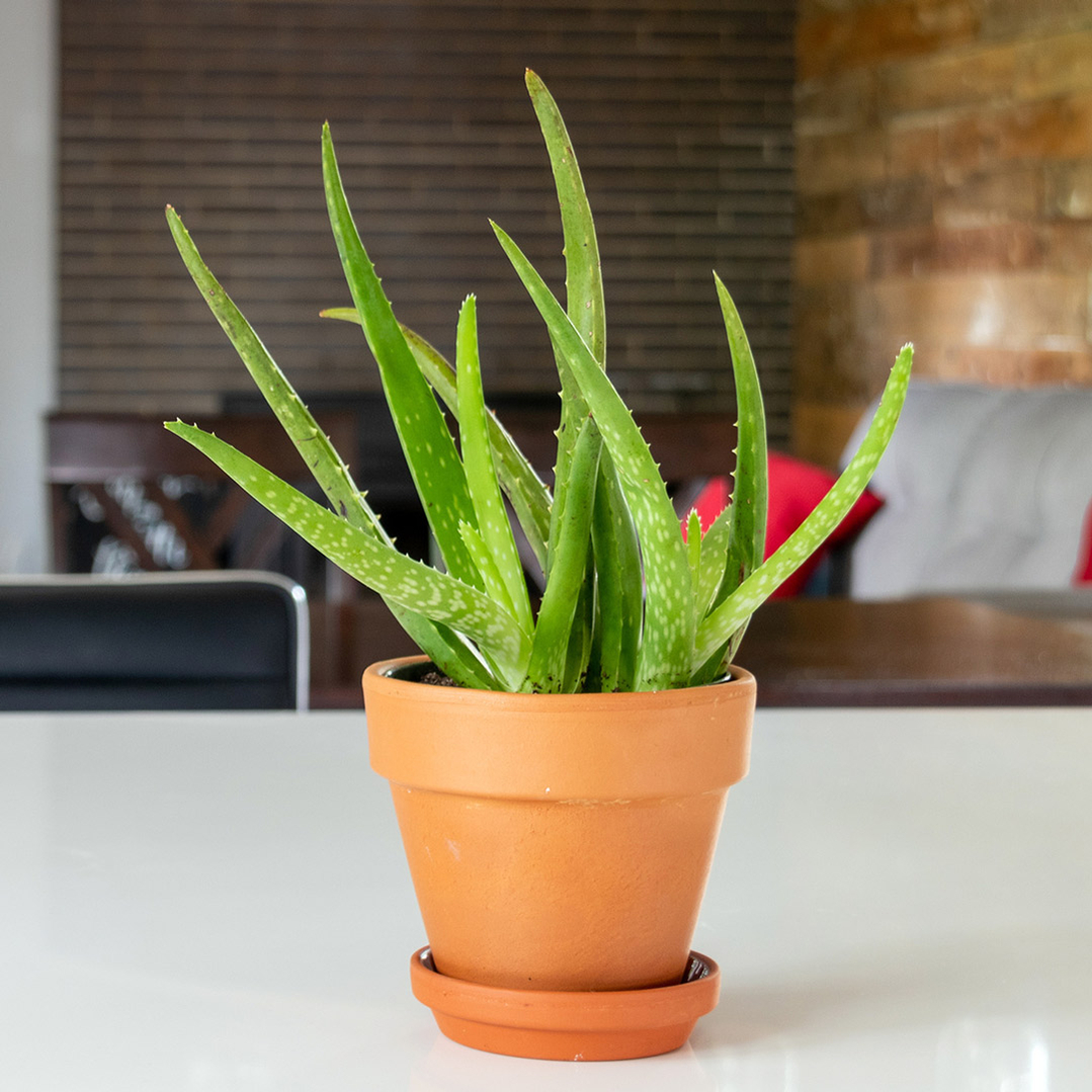 nemme-stueplanter-aloe-vera-placering-vanding