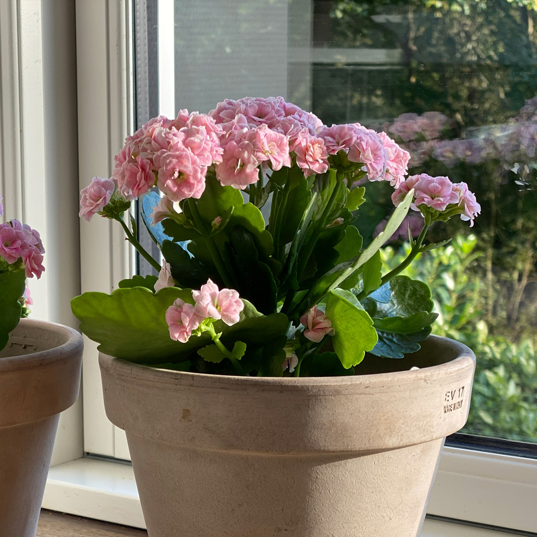 nemme-stueplanter-brændende-kærliged-kalanchoe-pasning-vanding-stueplanter
