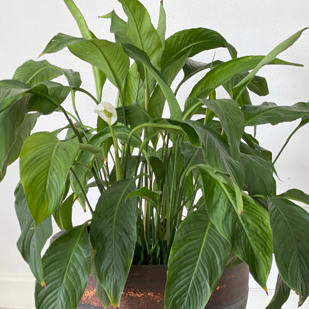 nemme-stueplanter-fredslilje-pasning-vanding