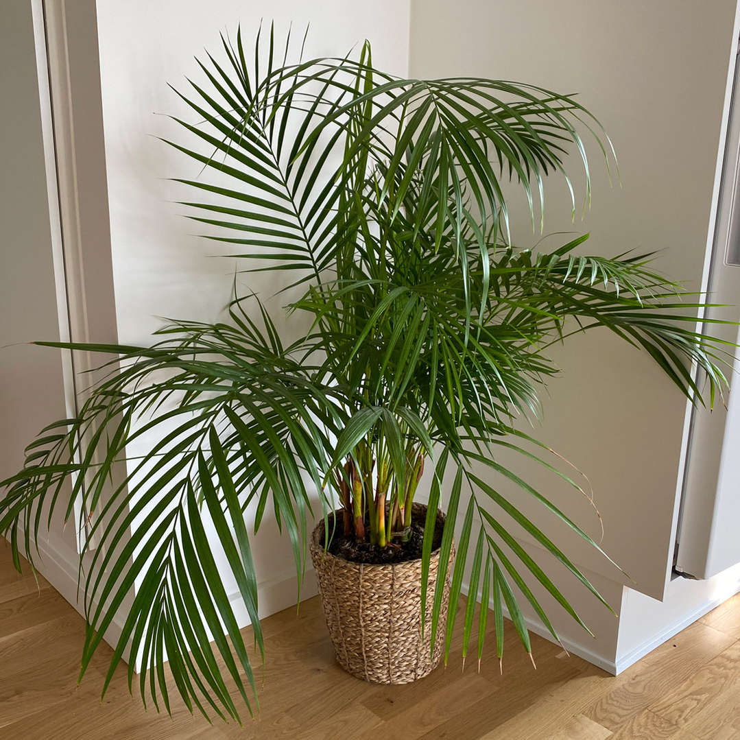 nemme stueplanter guldpalme pasning vanding