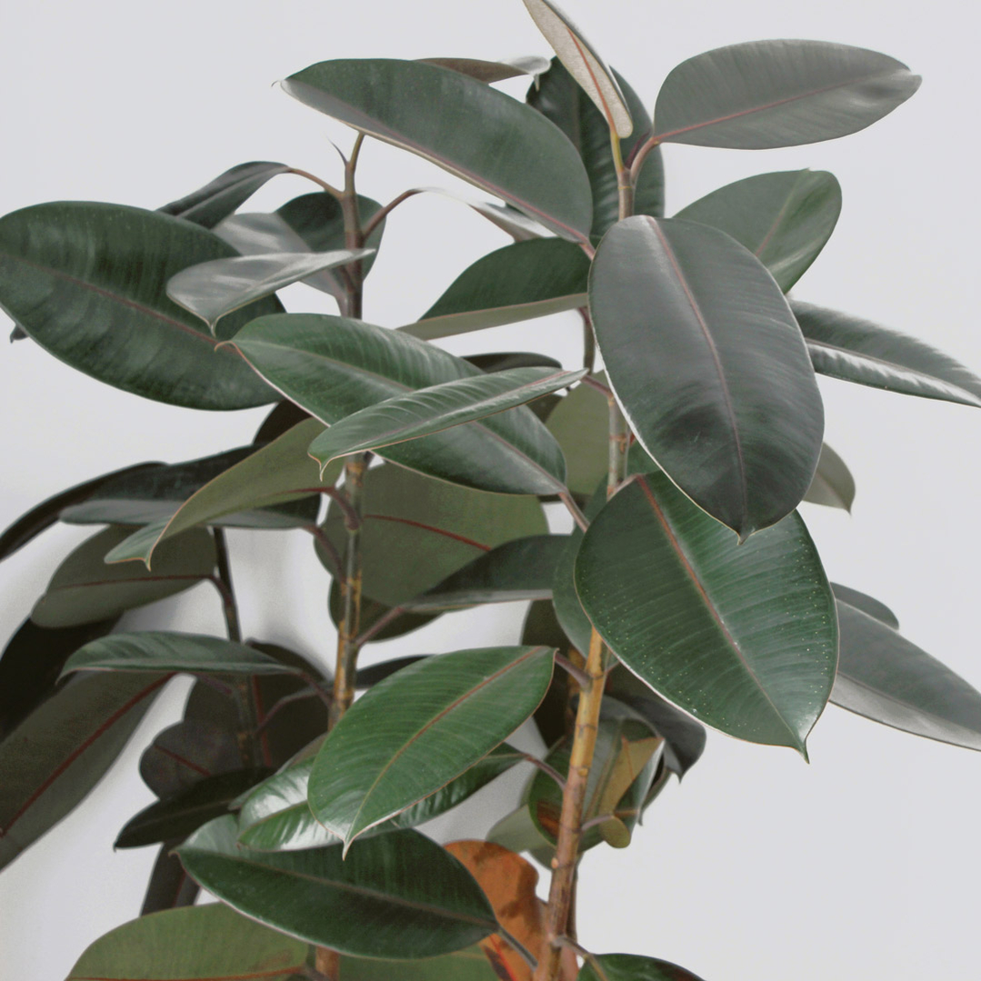nemme stueplanter gummitræ ficus pasning vanding