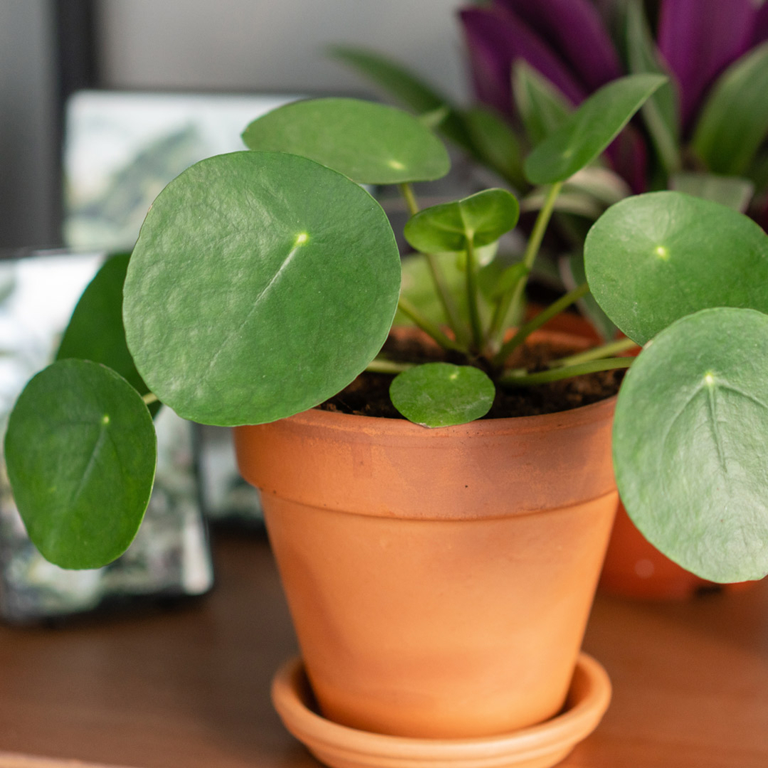 nemme stueplanter kinesisk pengeplante pilea pasning vanding