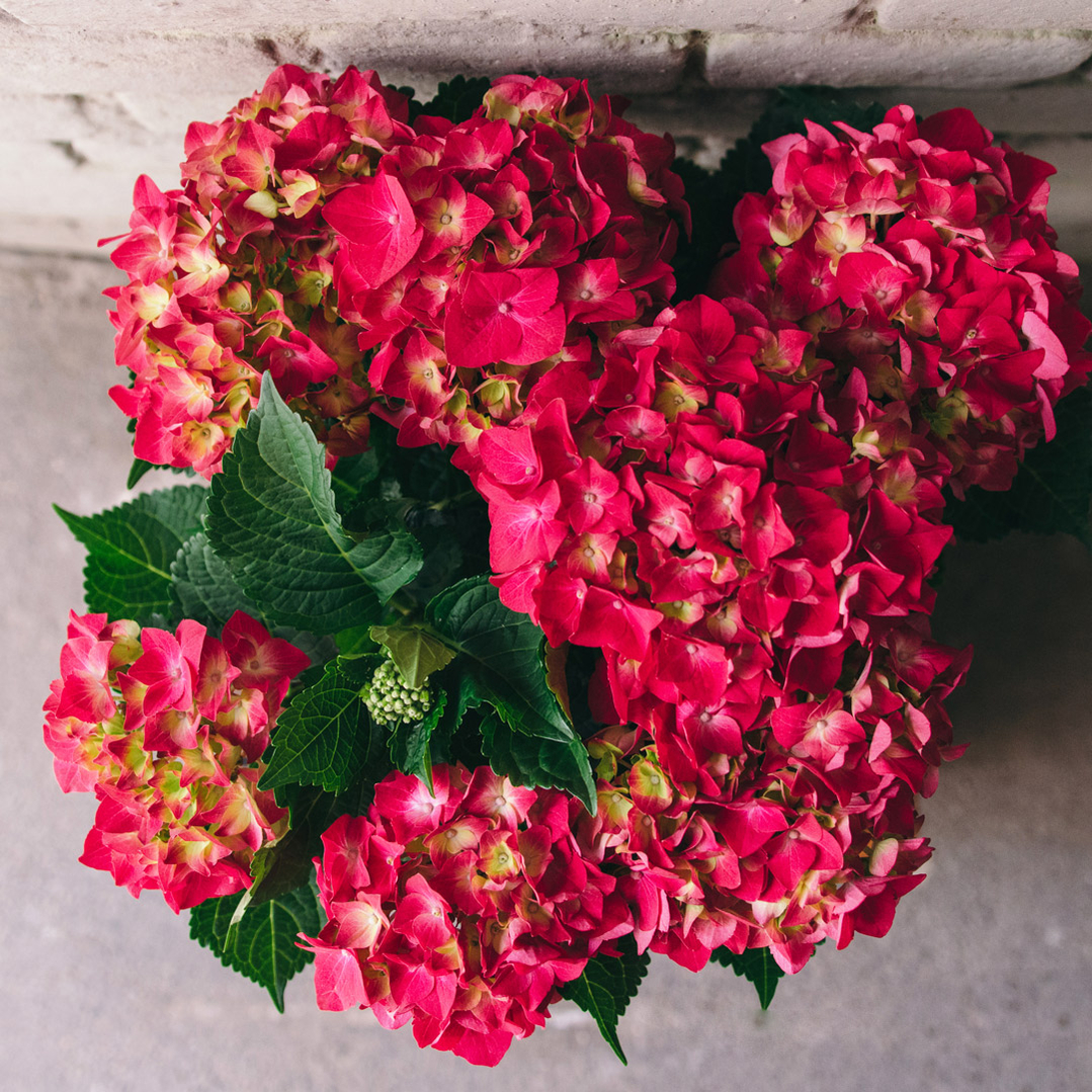 nemme-stueplanter-stuehortensia-pasning-vanding