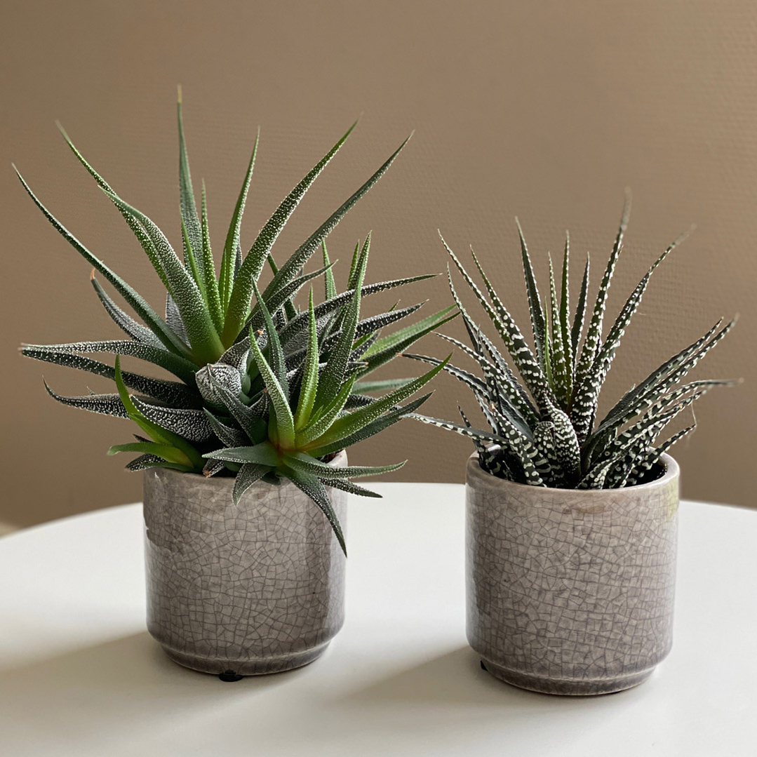 nemme stueplanter sukkulent pasning vanding