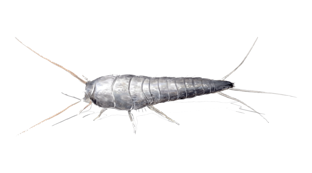 sølvfisk sølvfisk