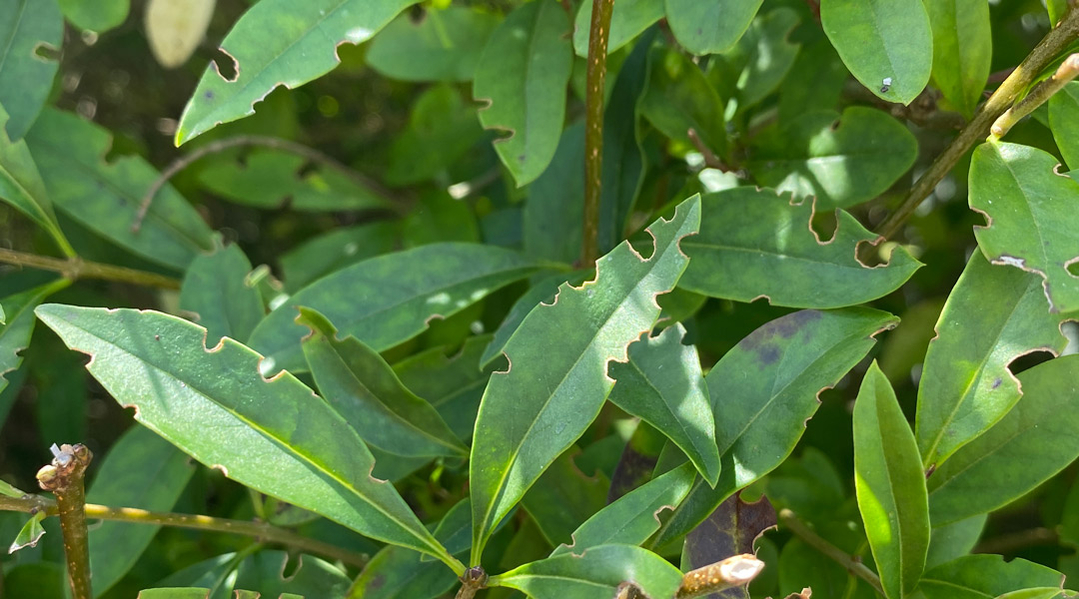 billetklip i planter billetklip i planter