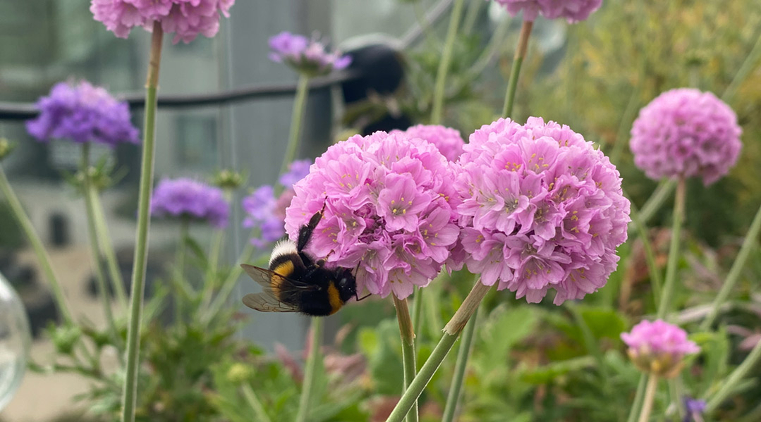 få flere insekter i haven insektvenlig have få flere insekter i haven insektvenlig have