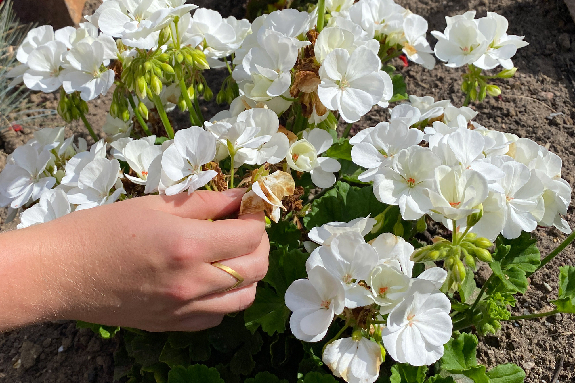 fjern visne blomster blomstertrick fjern visne blomster blomstertrick