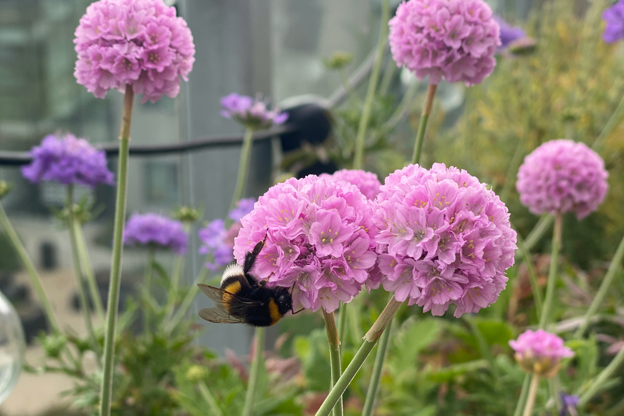 insektvenlige planter blomster insekter i haven insektvenlige planter blomster insekter i haven