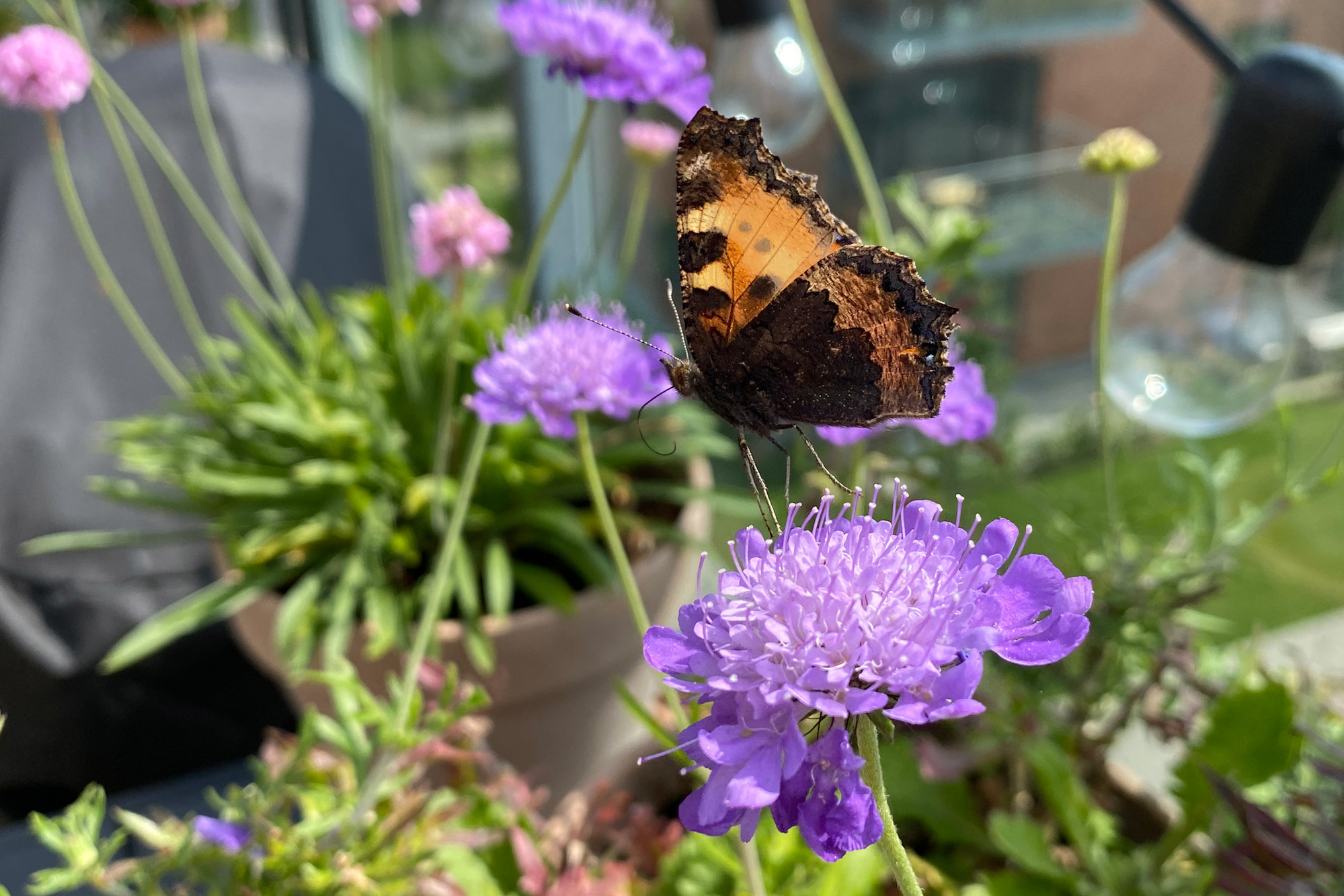 insektvenlige-planter-gode-blomster-til-insekter insektvenlige-planter-gode-blomster-til-insekter