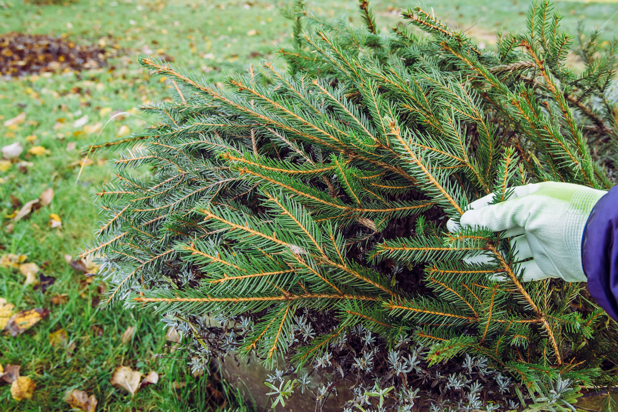 vinterdæk sarte planter