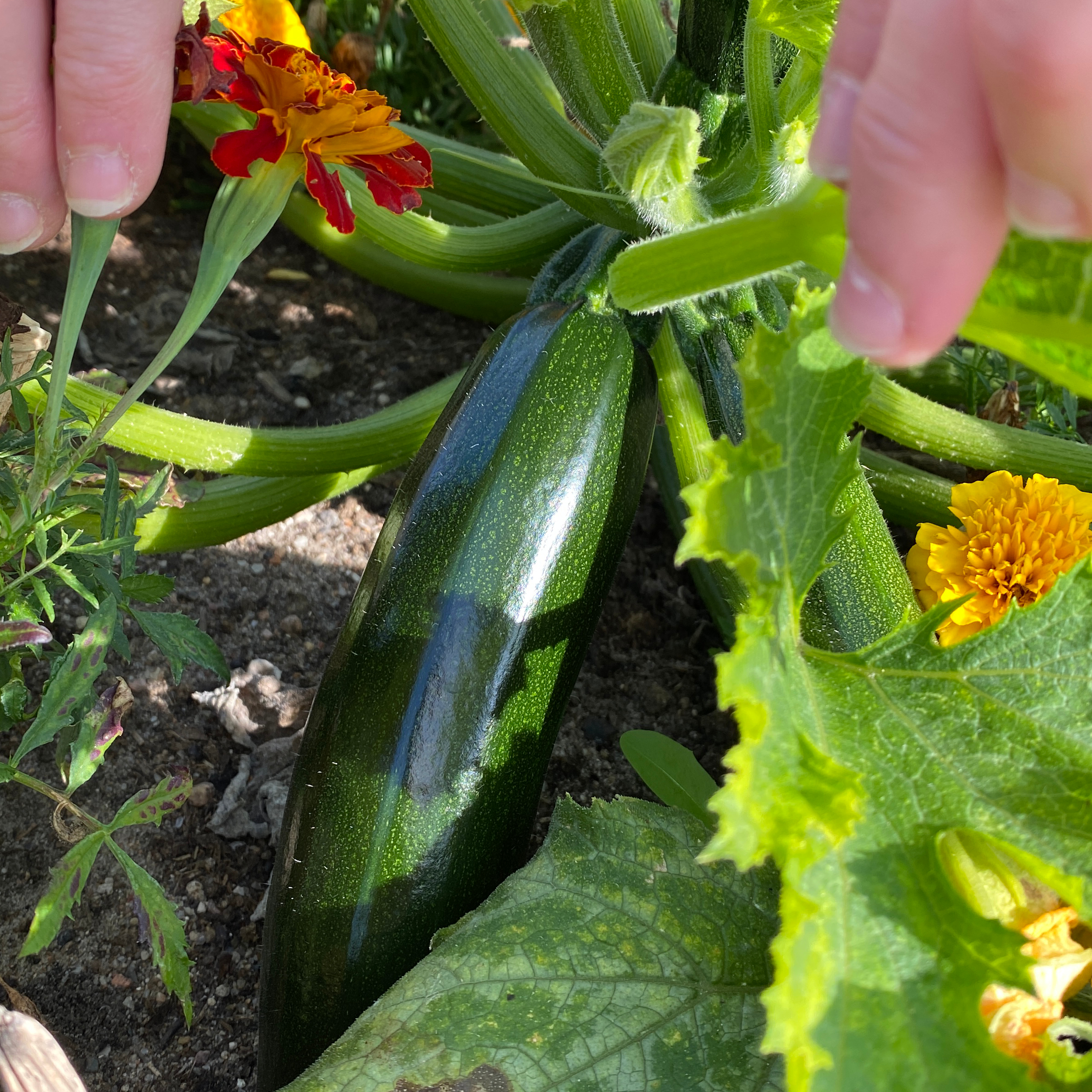 dyrk squash dyrk squash