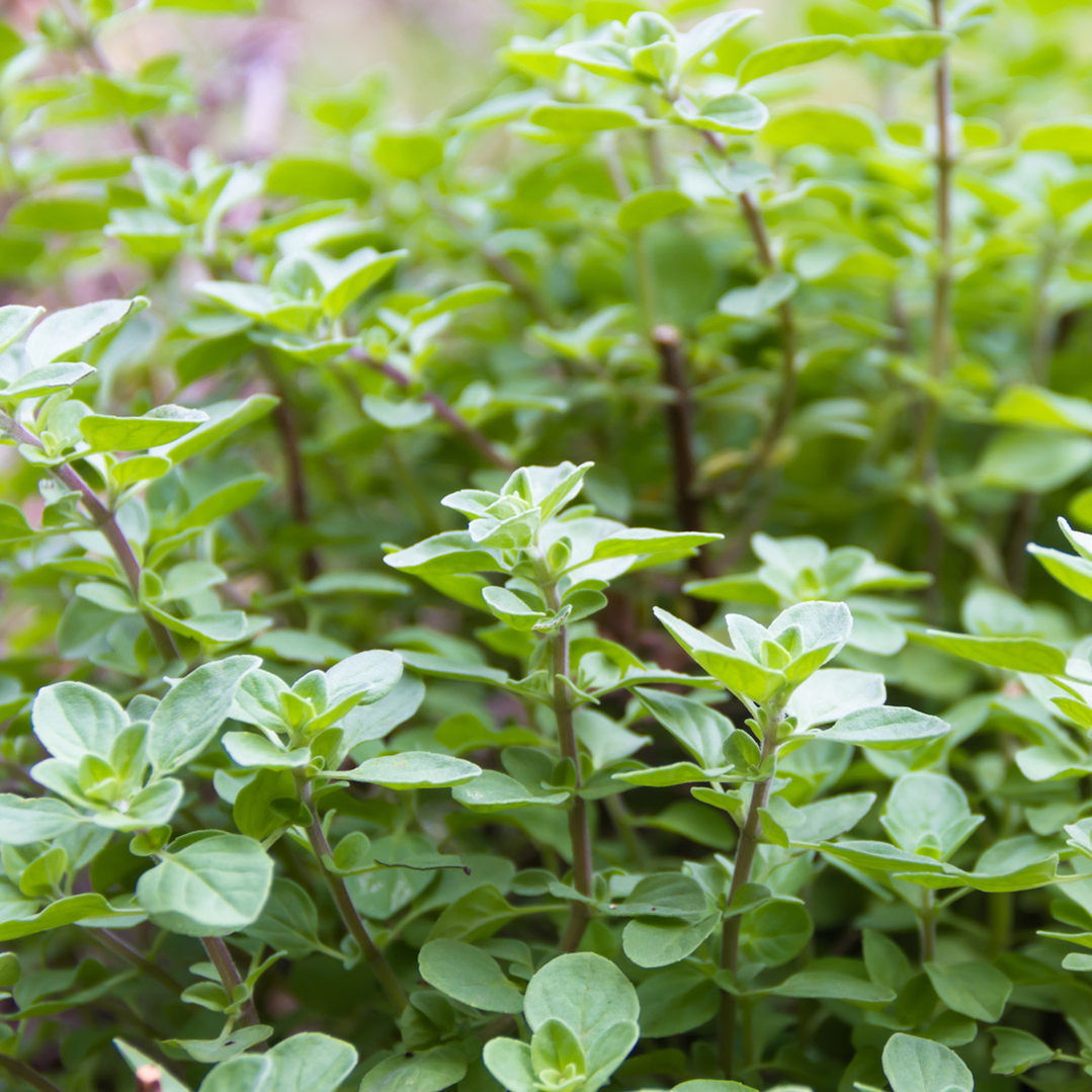 dyrk Oregano dyrk Oregano