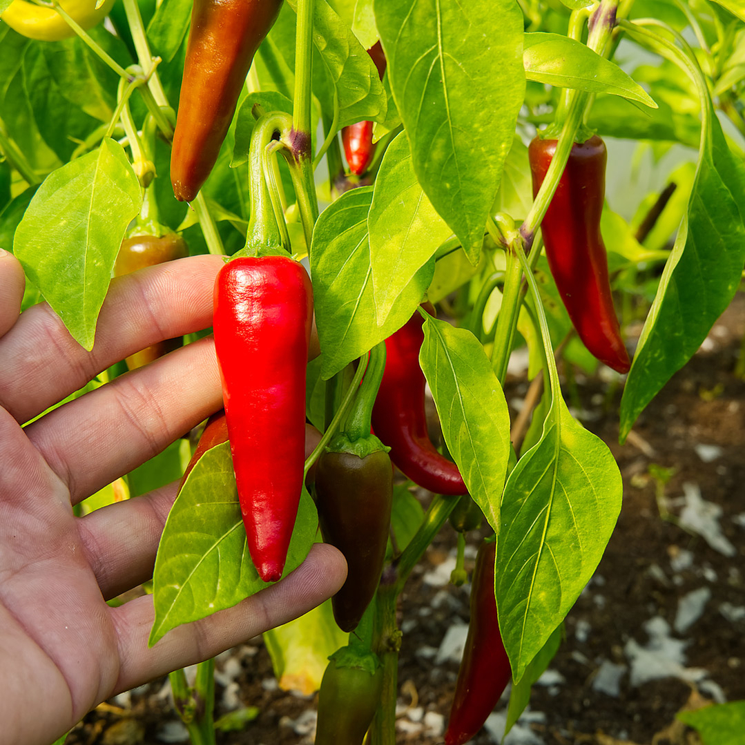 dyrk chili dyrk chili