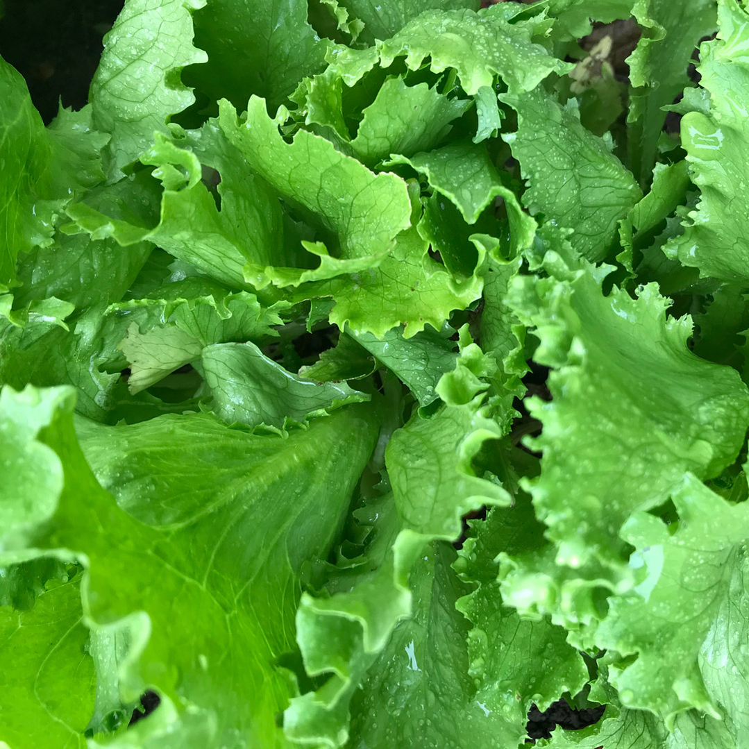 dyrk salat dyrk salat