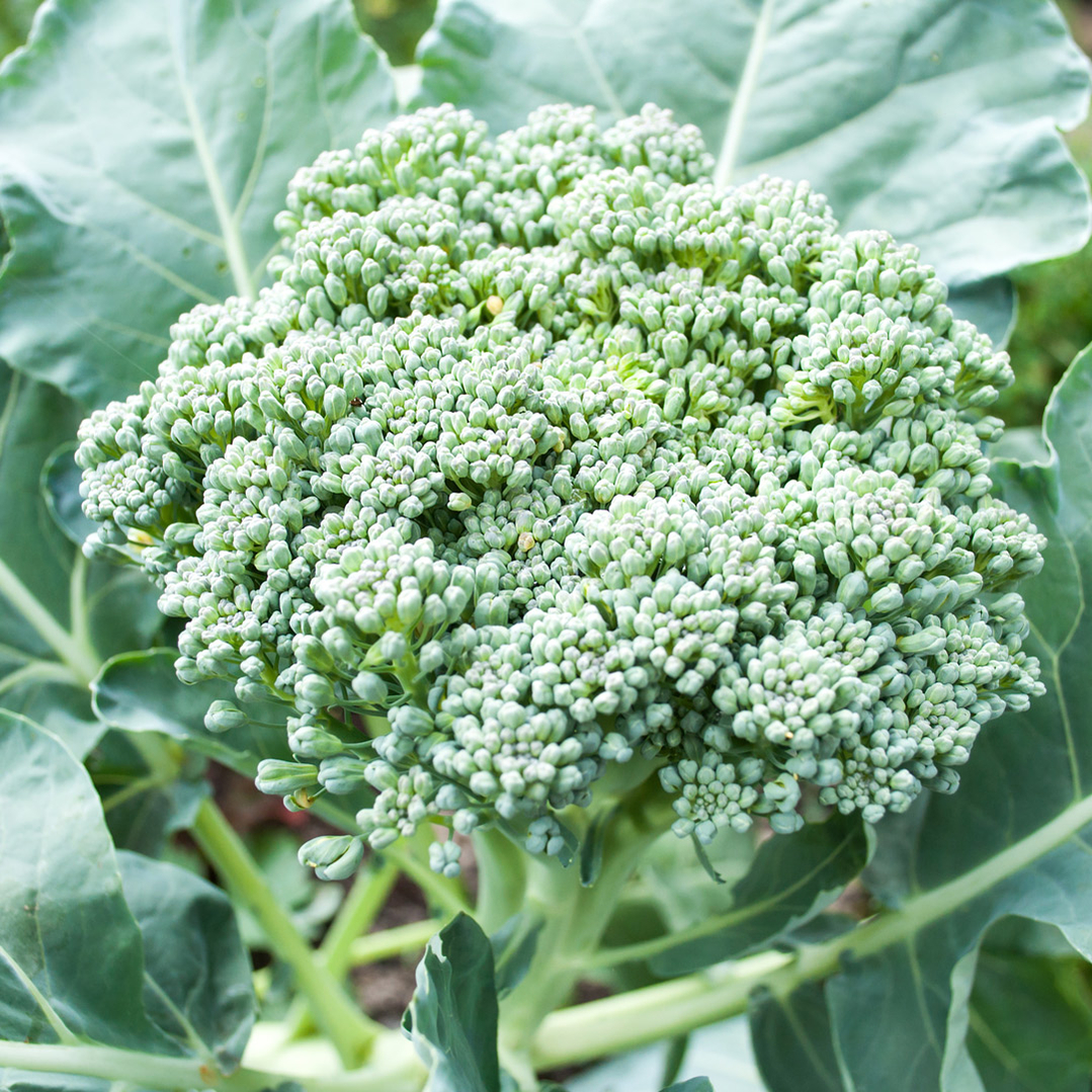 dyrkningsvejledning-broccoli-kål-i-haven dyrkningsvejledning-broccoli-kål-i-haven