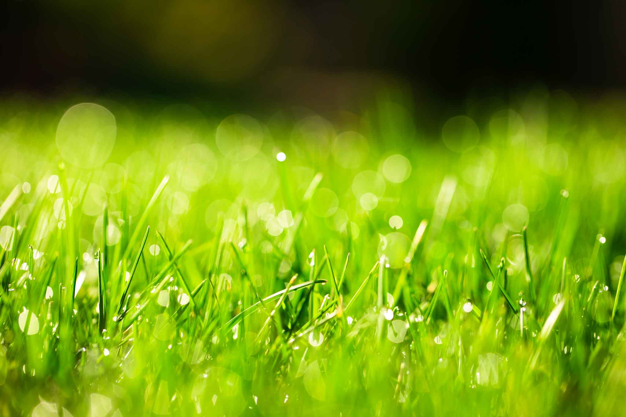 Fertilize_lawn-3 Fertilize_lawn-3