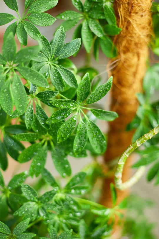 Natuurlijke bescherming voor gezonde planten