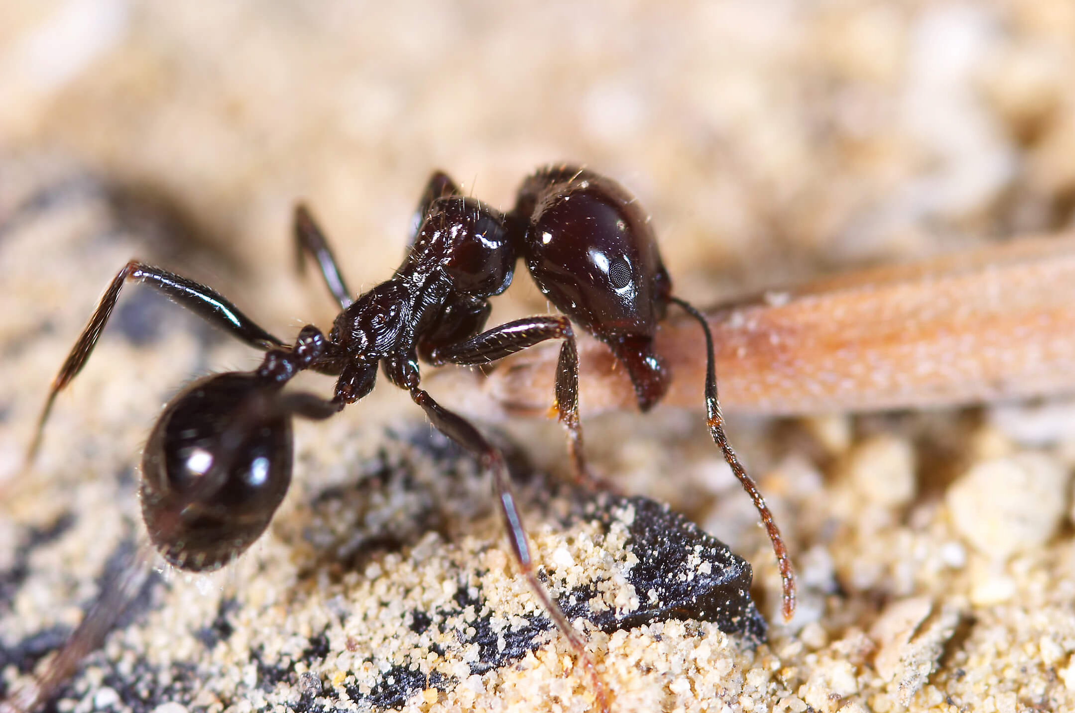 ant-close-up-1080px ant-close-up-1080px