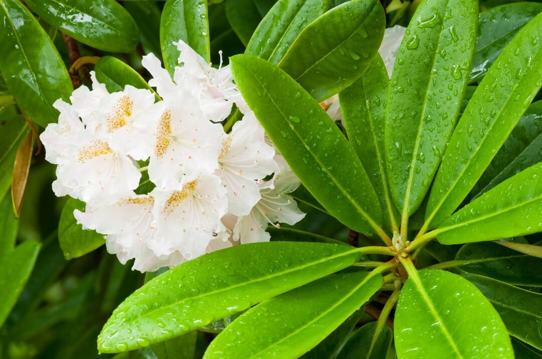 azalea met witte bloem