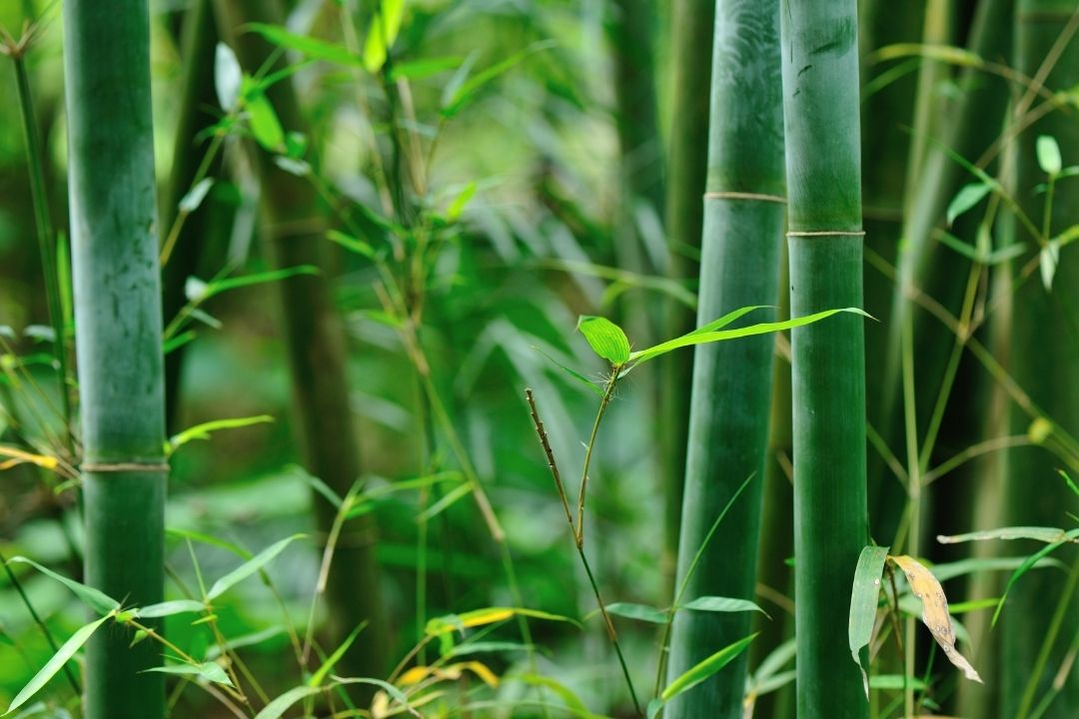 bamboo-trees-garden-1080 bamboo-trees-garden-1080