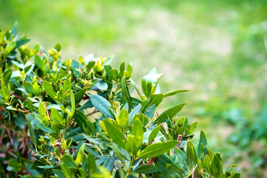 closeup-of-fresh-green-surfase-of-hedge-1080px closeup-of-fresh-green-surfase-of-hedge-1080px