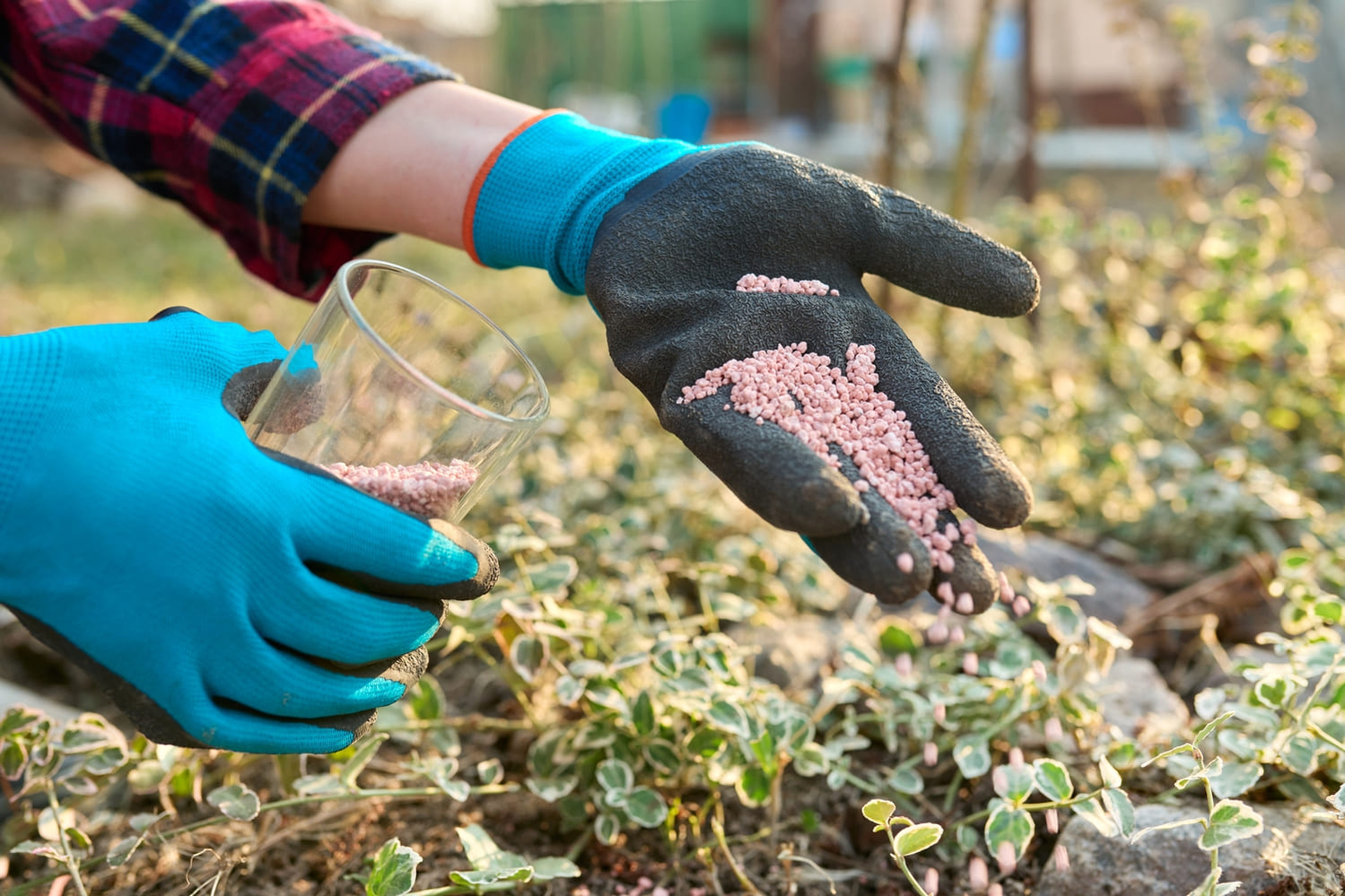 fertilizing-plants-in-border-1080 fertilizing-plants-in-border-1080