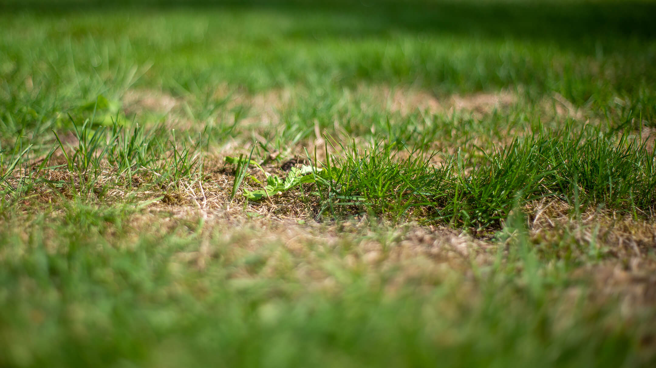 grass-with-bald-spots-1080px grass-with-bald-spots-1080px