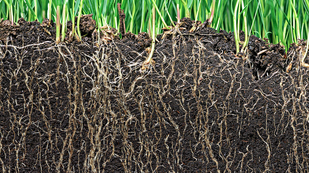 wortelgroei gras wortelgroei gras