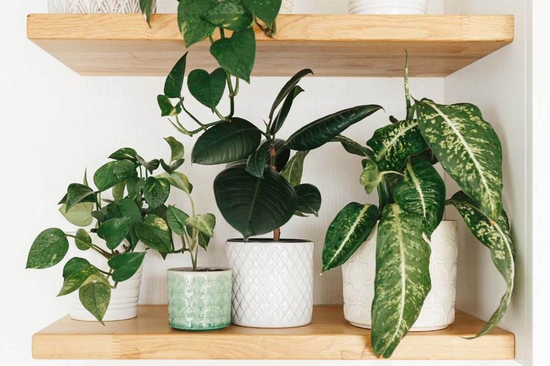 green-houseplants-urban-jungle-1080