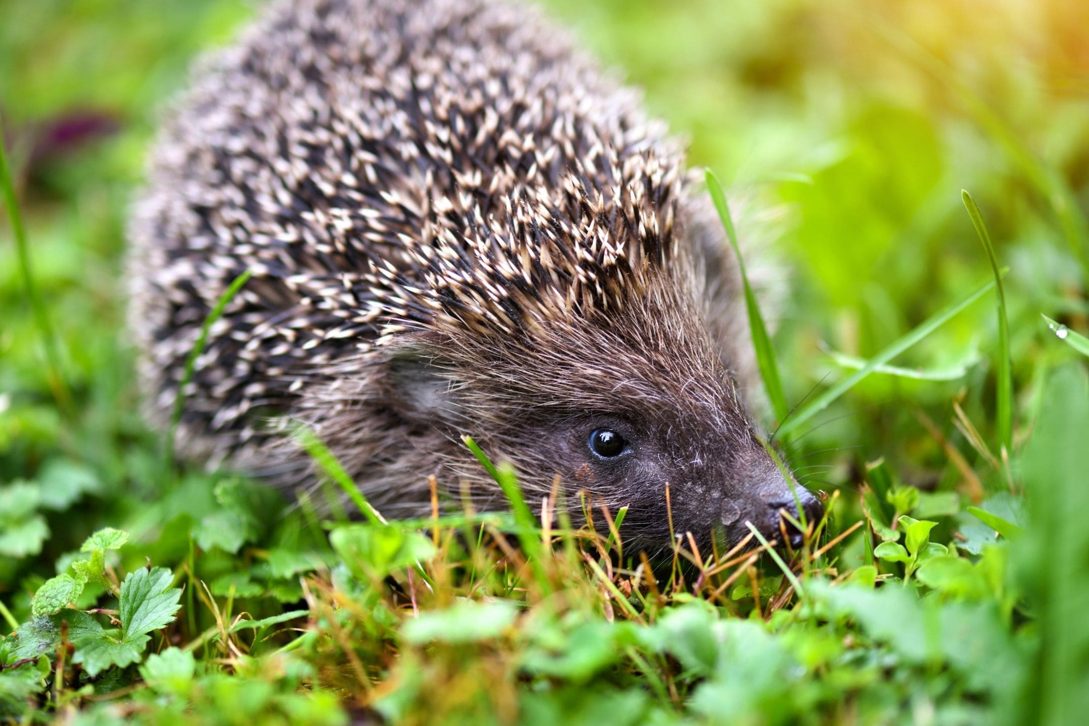 egel tuin maart egel tuin maart