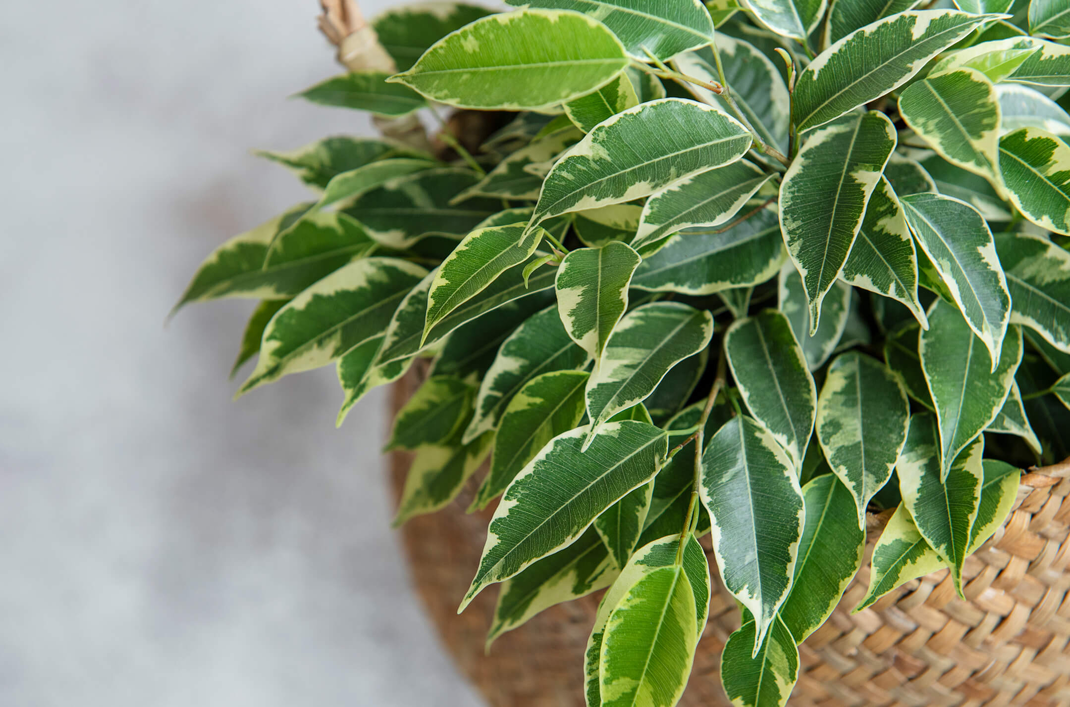 houseplant-green-1080px houseplant-green-1080px