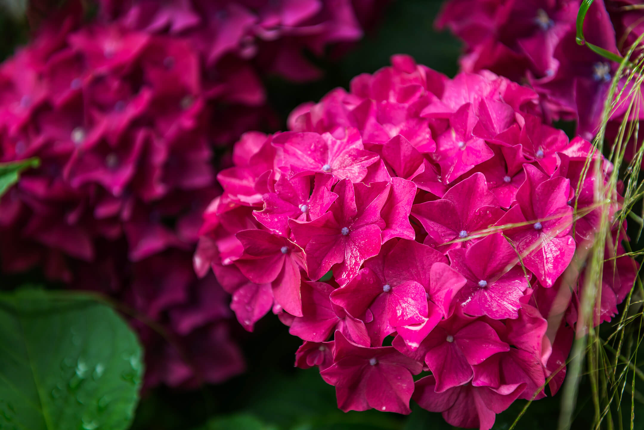 hydrangea-pink-1080px hydrangea-pink-1080px