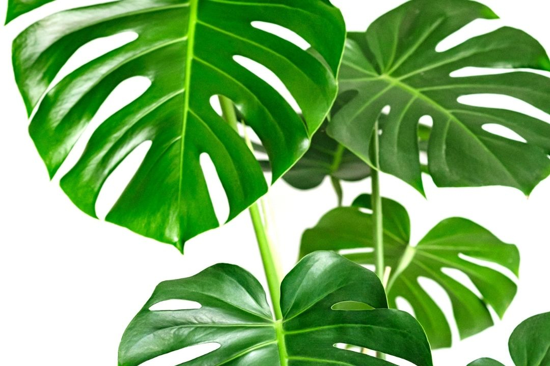 monstera-deliciosa-houseplant-plant-indoor-1080 monstera-deliciosa-houseplant-plant-indoor-1080