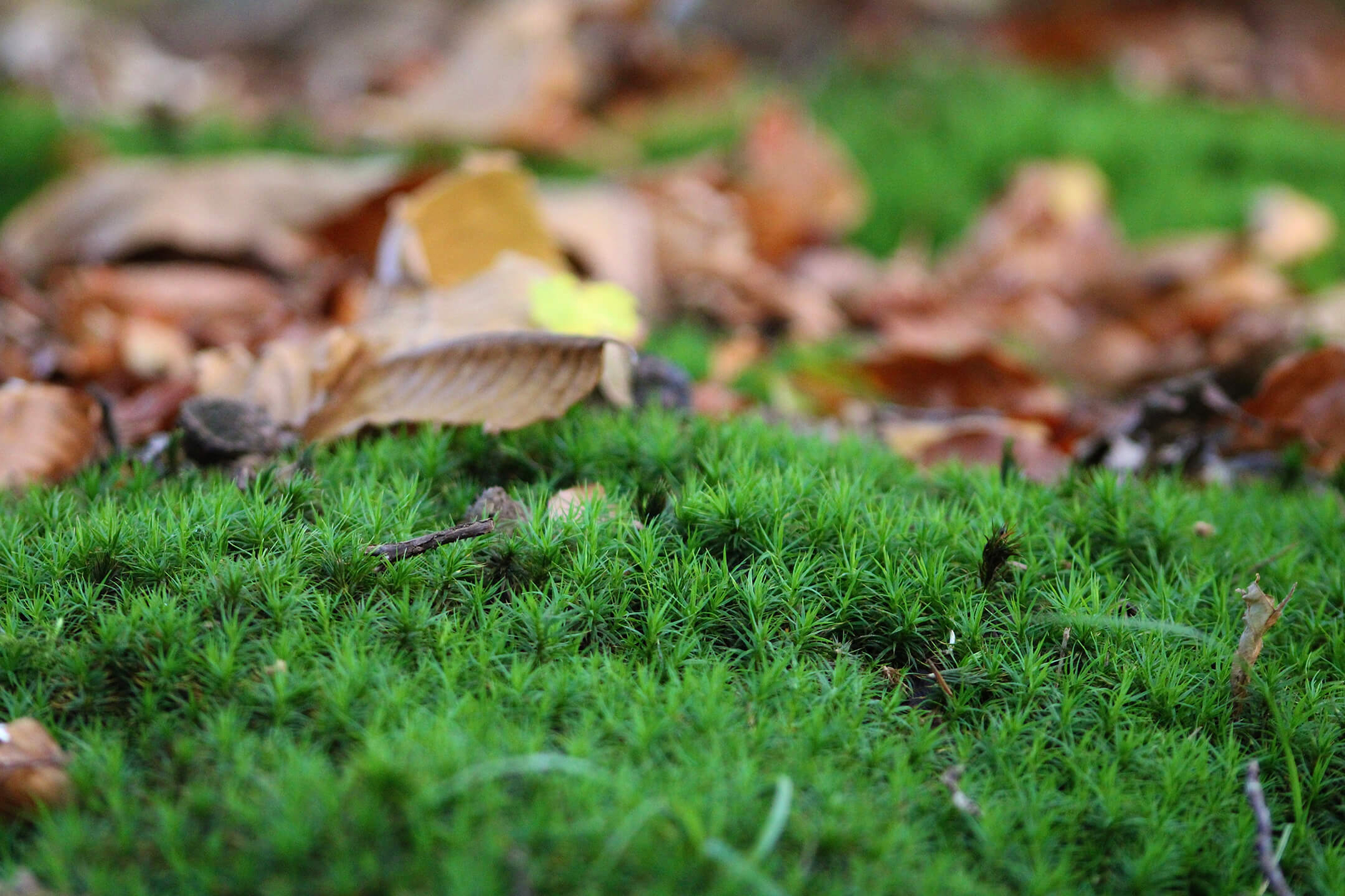 moss-with-falllen-leaves-1080px moss-with-falllen-leaves-1080px