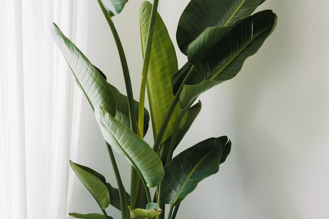 plant-strelitzia-greenery-houseplant-1080 plant-strelitzia-greenery-houseplant-1080