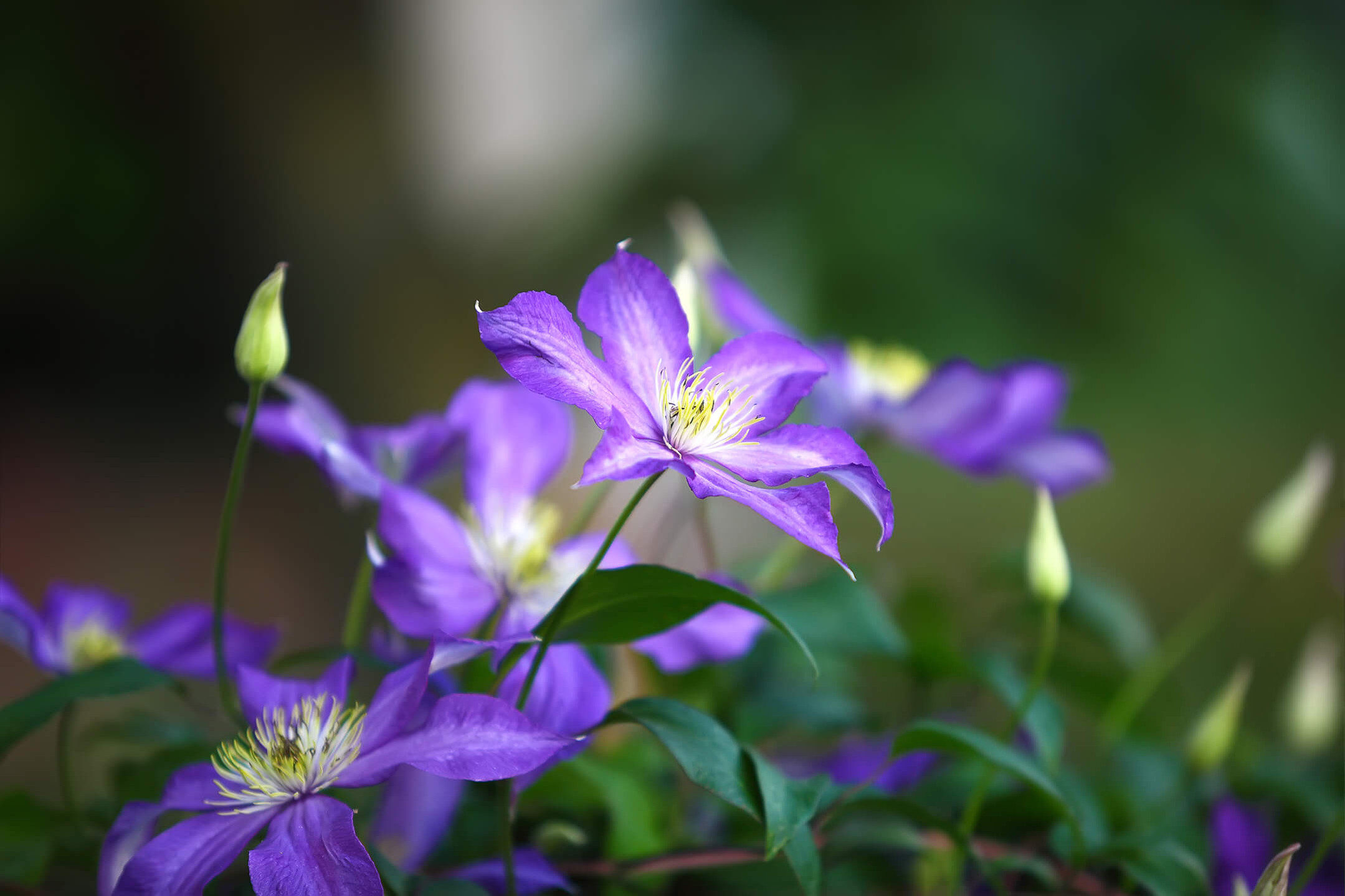 purple-clematis-flowers-in-the-garden-1080px purple-clematis-flowers-in-the-garden-1080px