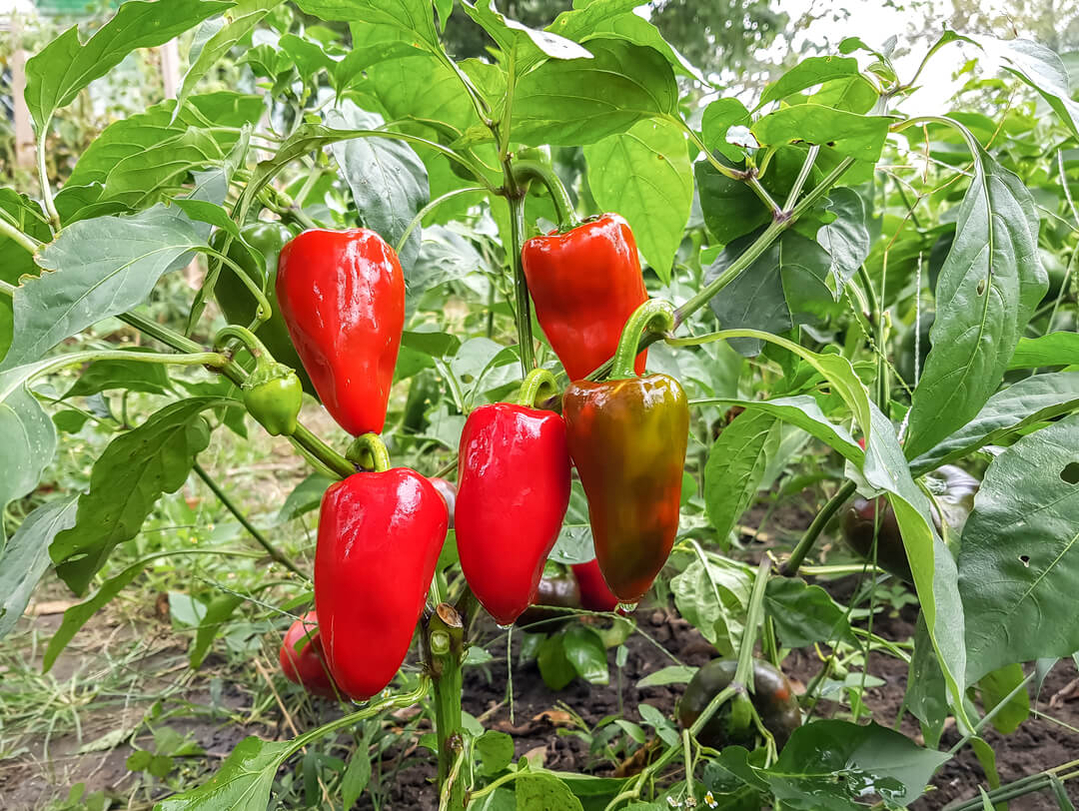 red-peppers-on-plant-1080px red-peppers-on-plant-1080px