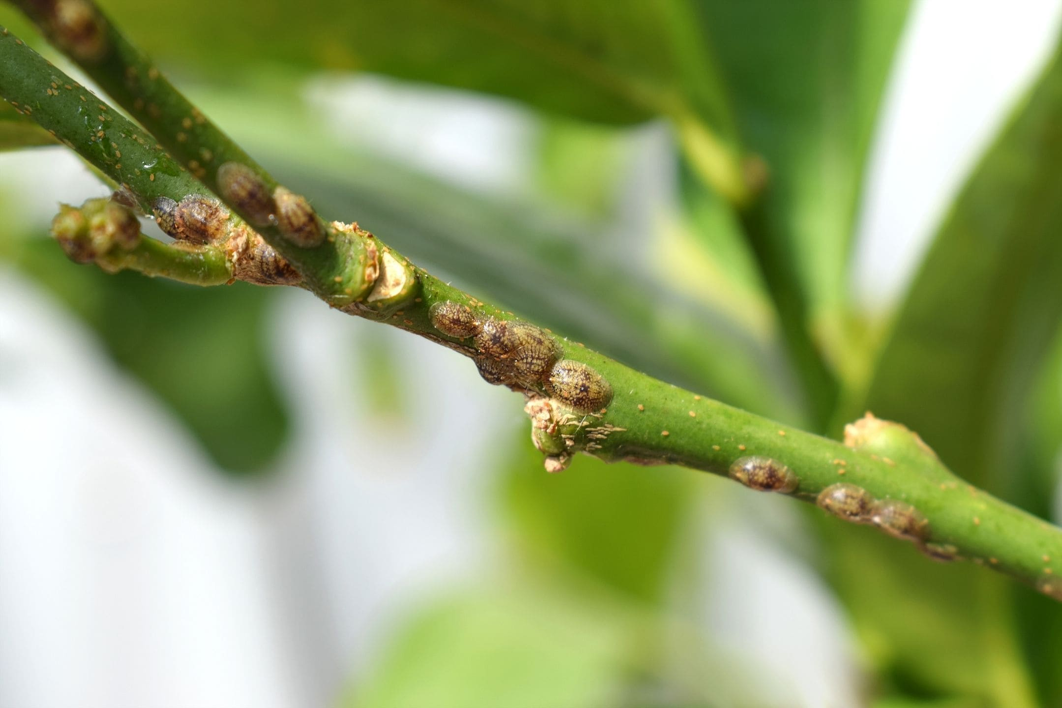 scale-on-plant-damage-bug-1080 scale-on-plant-damage-bug-1080