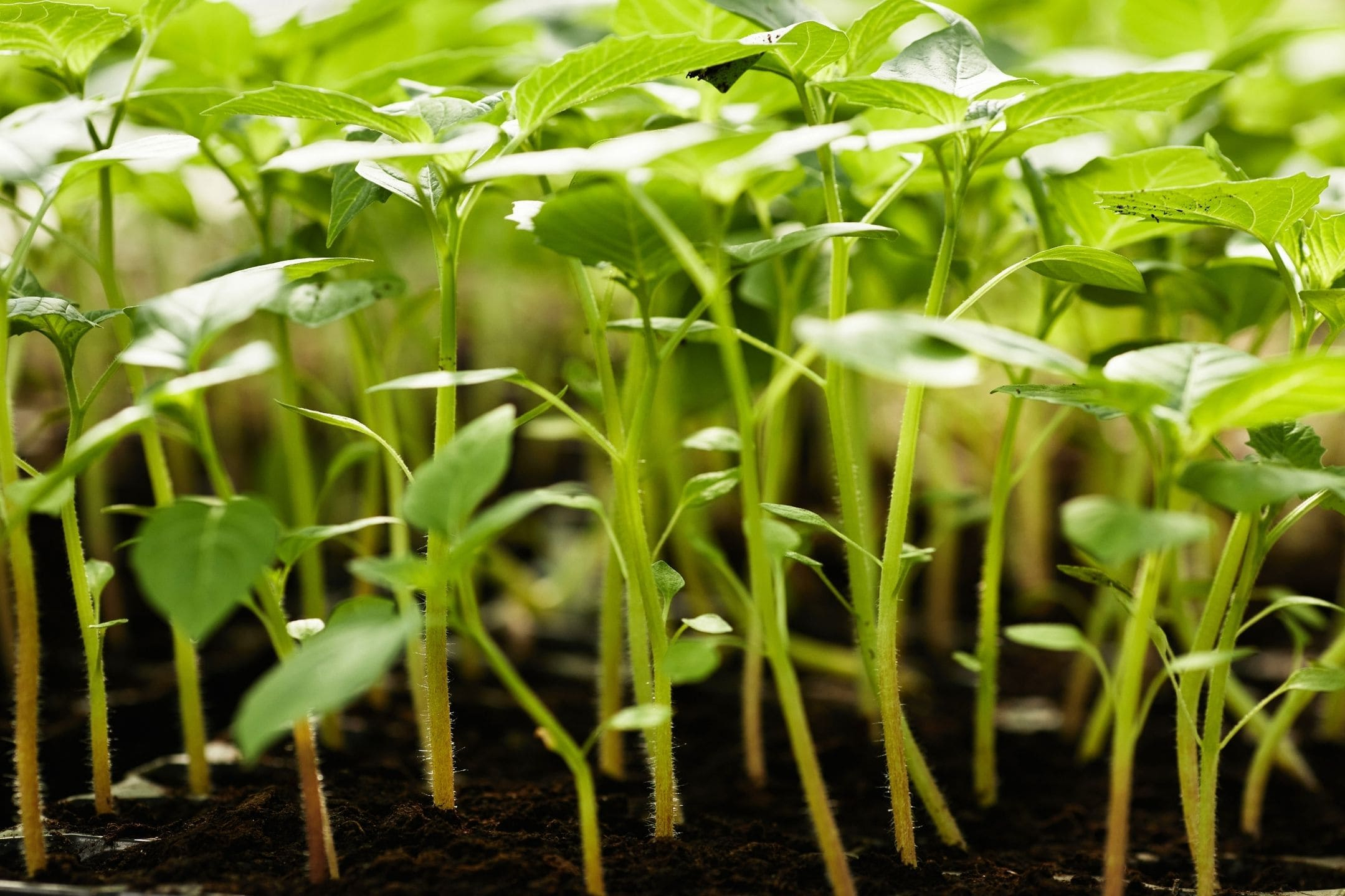 seedling-pepper-plants-1080 seedling-pepper-plants-1080