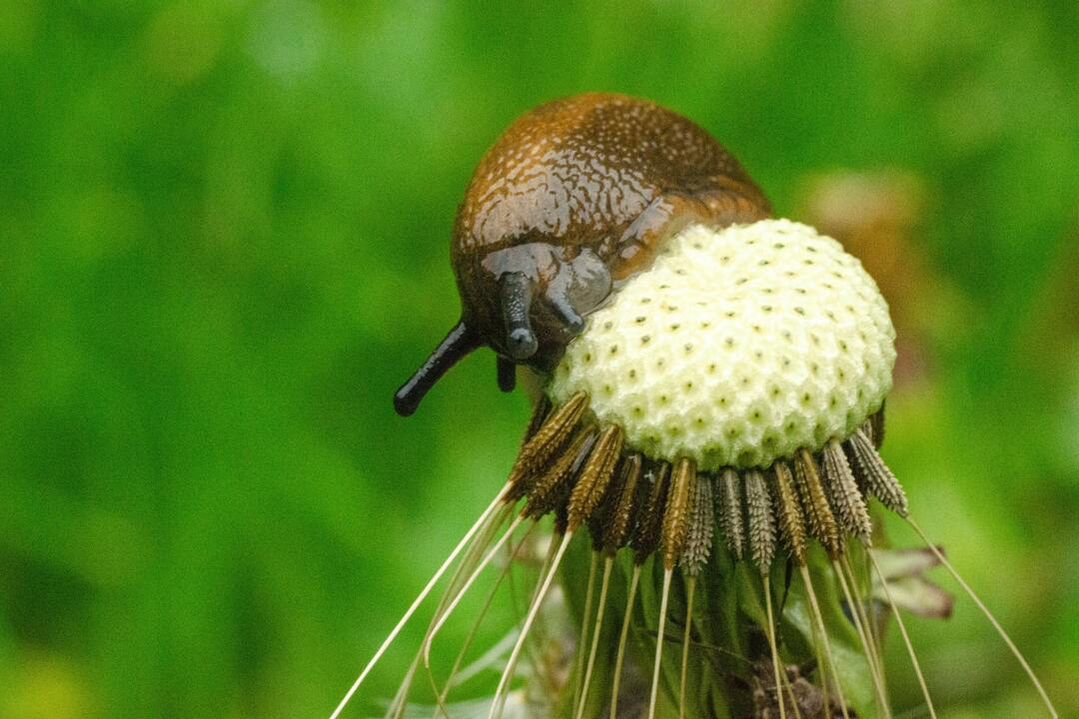 slug-eating-flower-1080