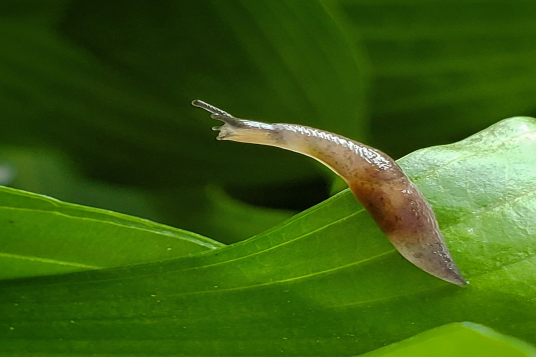 slug-on-leaf-garden-1080 slug-on-leaf-garden-1080